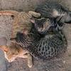 /~upi/2013_Jordania/IMAG0064_th.jpg