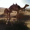 /~upi/2013_Jordania/IMAG0255_th.jpg